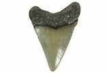 Serrated, Juvenile Megalodon Tooth - North Carolina #363697-1